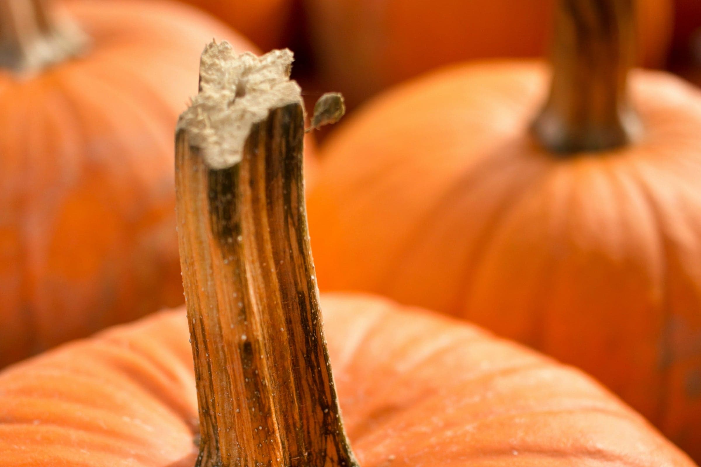 Functional Pumpkin Spice Recipe: Kabocha Squash With NeuroGum Cinnamon Flavour